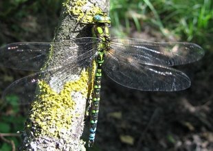 Aeshna cyanea (Aeschne bleue) Aeshna cyanea (Aeschne bleue)