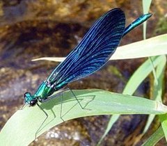 Le Calopteryx vierge (Calopteryx virgo)