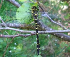 Cordulegaster bidentata