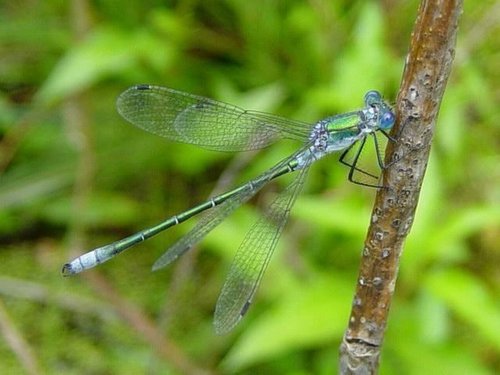 Le Leste dryade (Lestes dryas) Le Leste dryade (Lestes dryas)