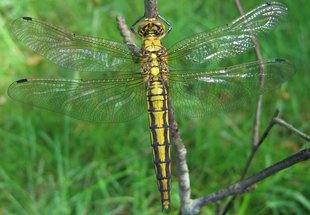 L'Orthetrum réticulé (Orthetrum cancellatum) L'Orthetrum réticulé (Orthetrum cancellatum)