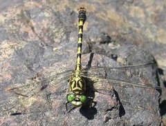 Le Gomphe à pinces (Onychogomphus forcipatus) Le Gomphe à pinces (Onychogomphus forcipatus)
