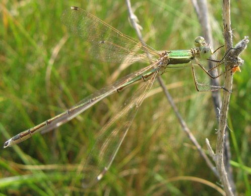 Lestes_barbarus_Adulte_(4).jpg